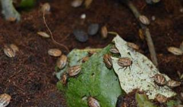 九香虫养殖技术视频,揭秘高效养殖秘诀